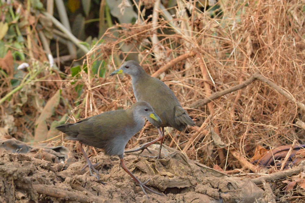 Brown Crake - ML33833521