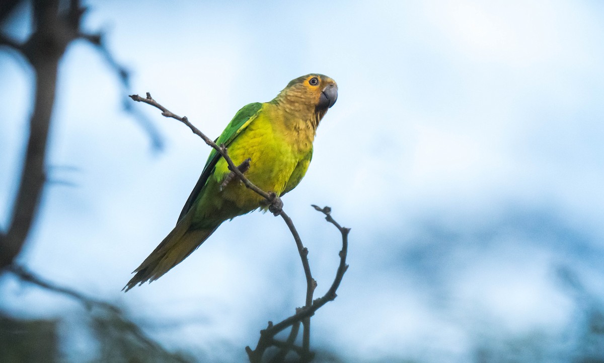 Brown-throated Parakeet - ML338335301