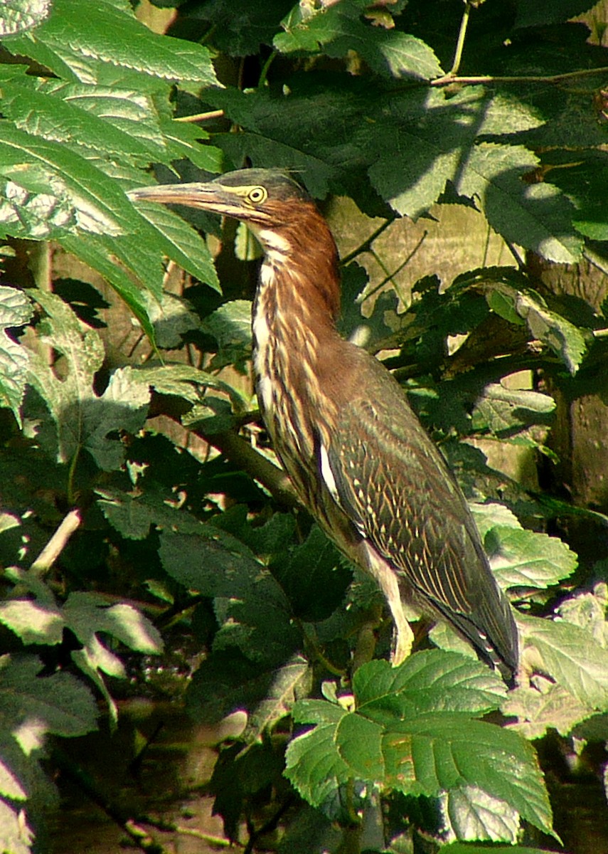 Green Heron - ML33833601