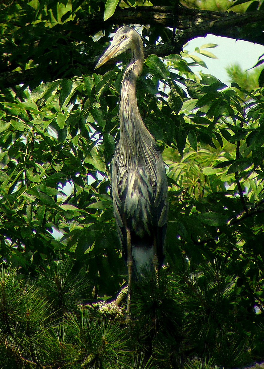Great Blue Heron - ML33833621