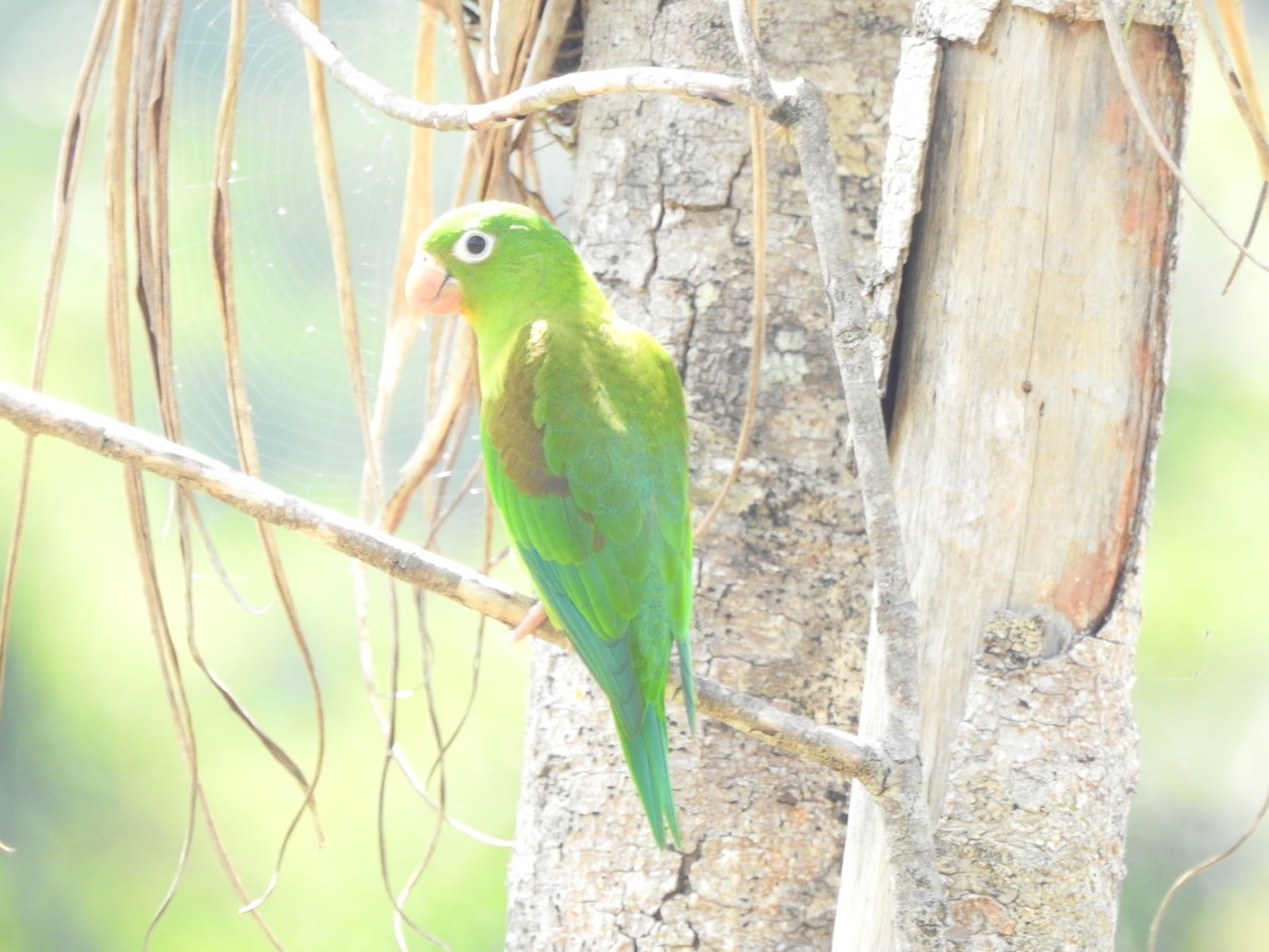 Orange-chinned Parakeet - ML338336961