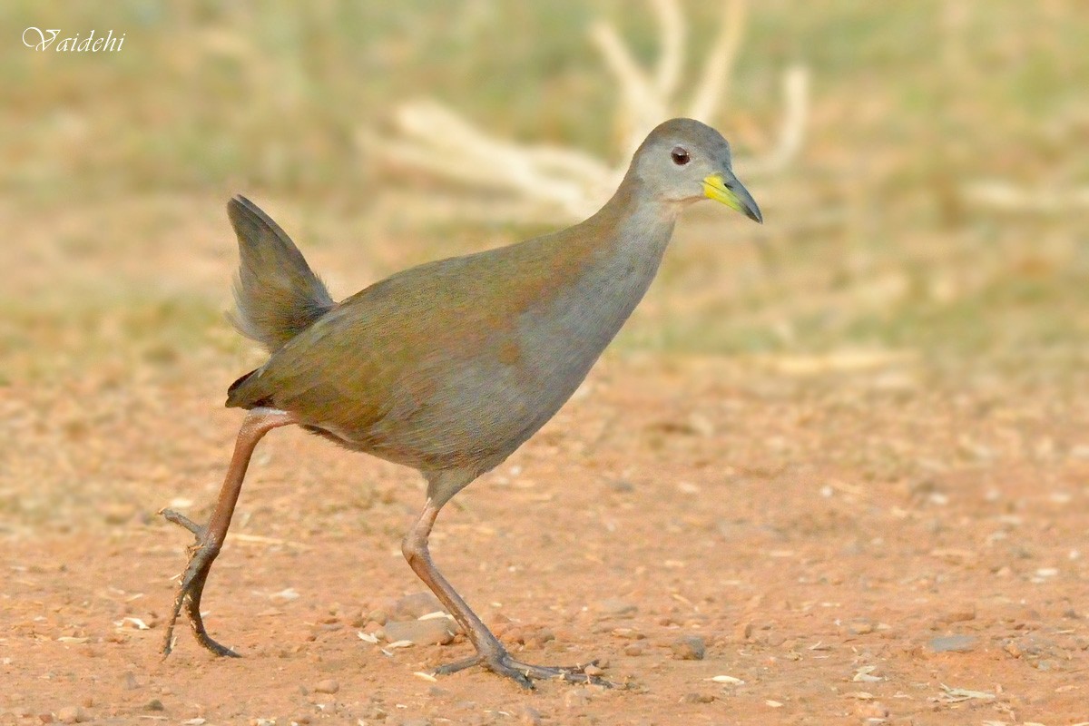 Brown Crake - Vaidehi  Gunjal