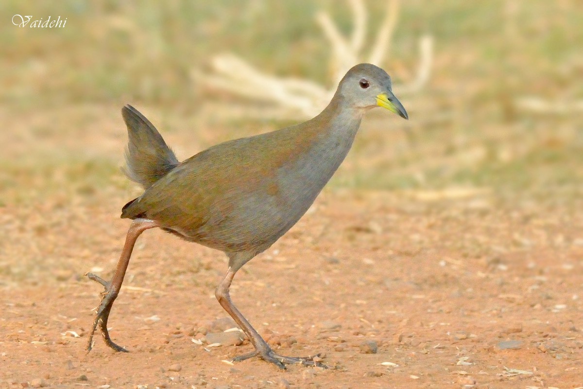 Brown Crake - ML33833801