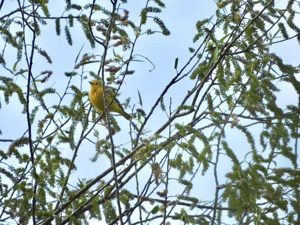 Yellow Warbler - Seema Sheth
