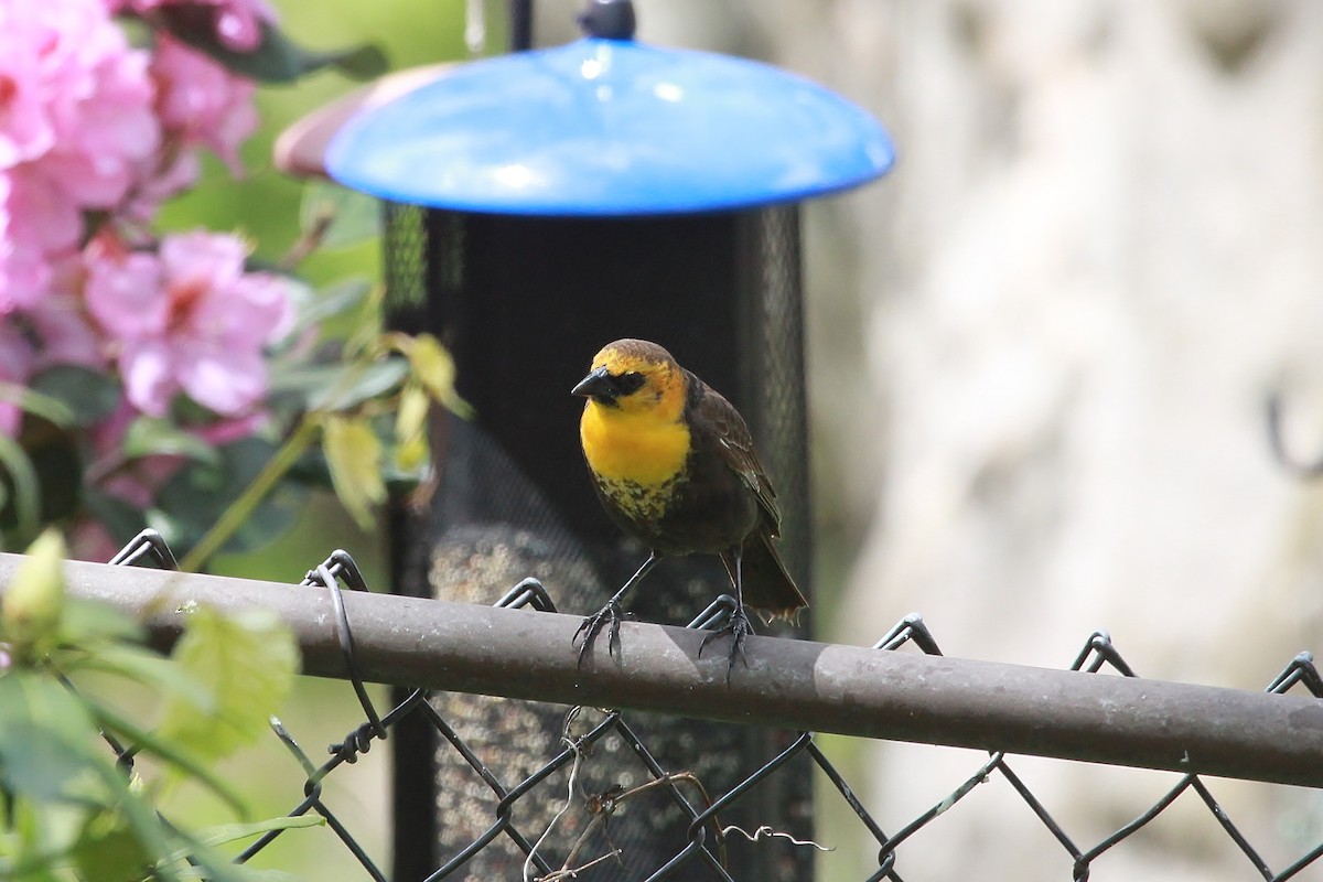 Yellow-headed Blackbird - ML338339661