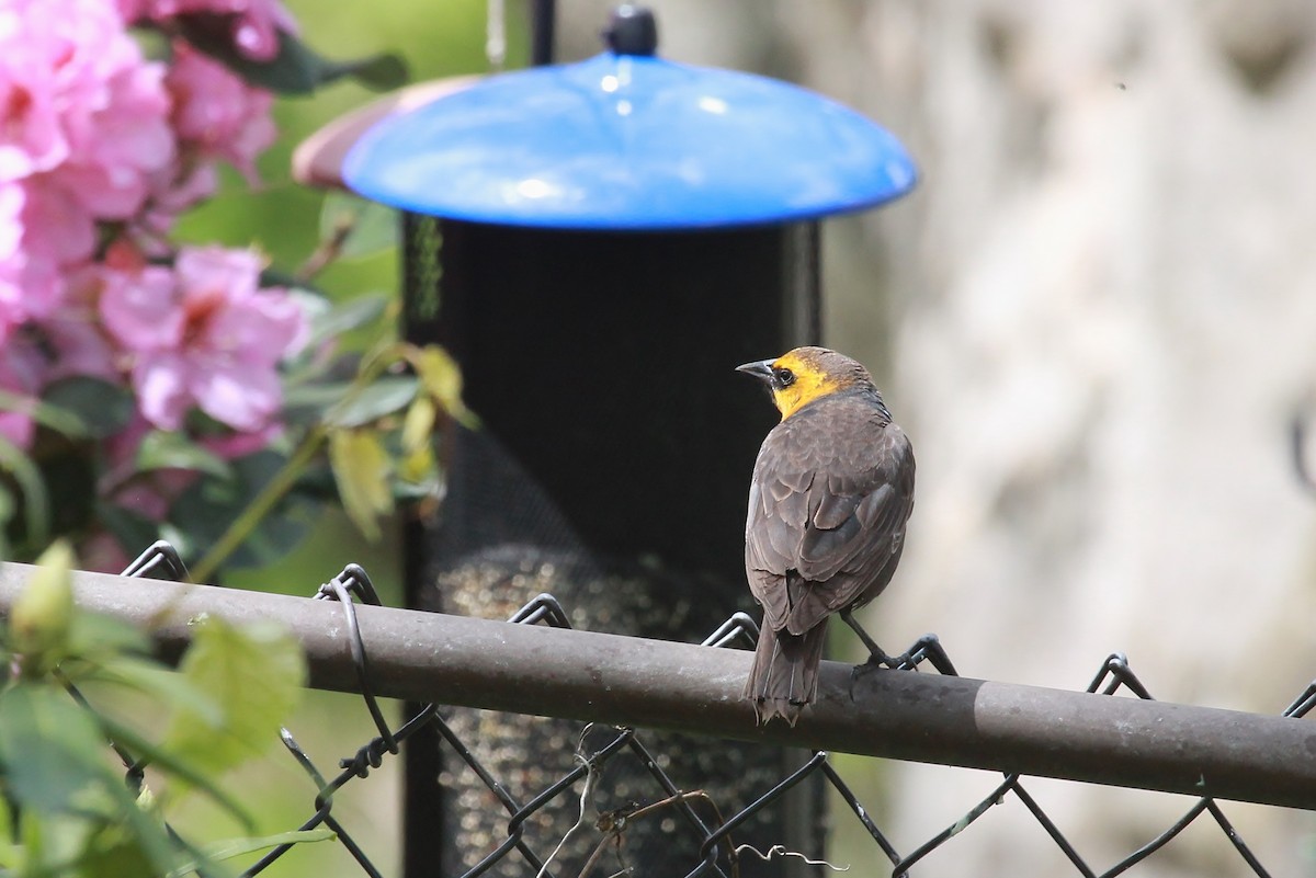 Yellow-headed Blackbird - ML338339681