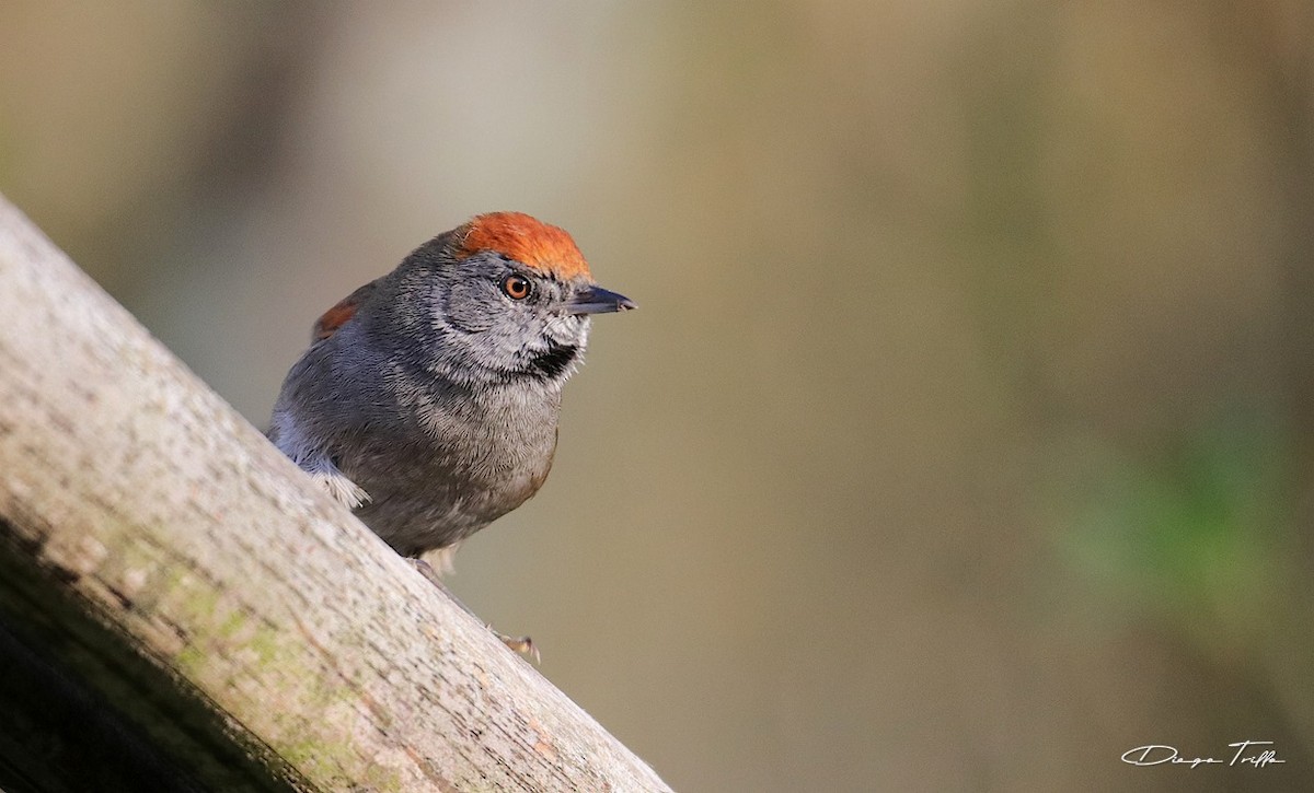 Spix's Spinetail - Diego Trillo