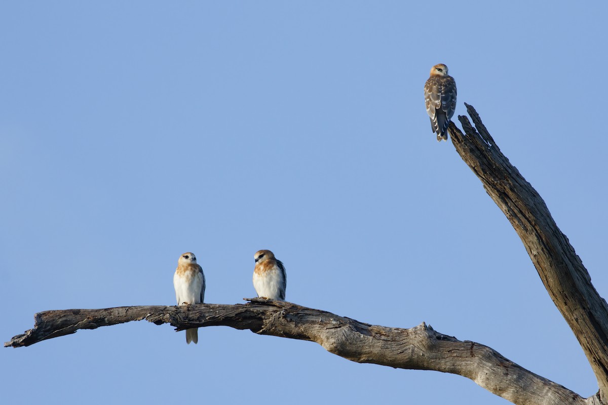 Black-shouldered Kite - ML338340341