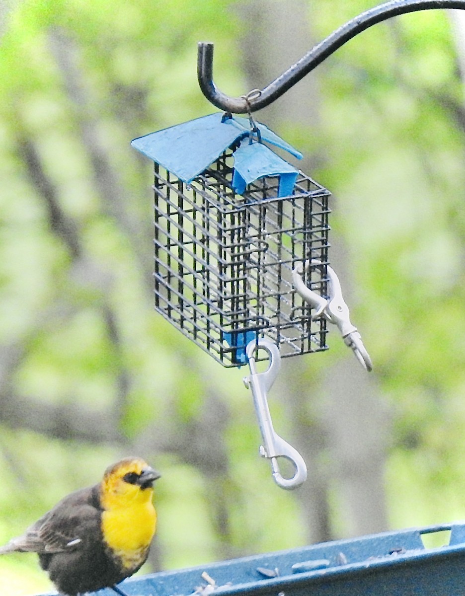 Yellow-headed Blackbird - ML338340711