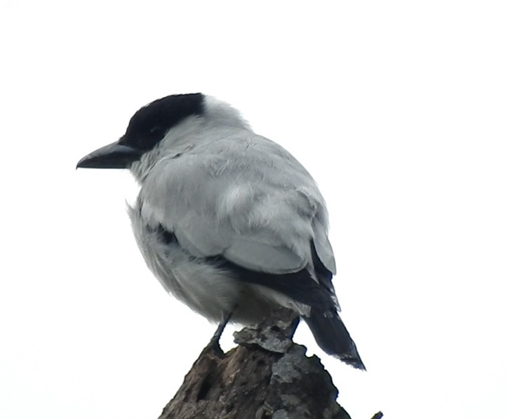 Black-crowned Tityra - Juan Mauricio Alvarez Castaño