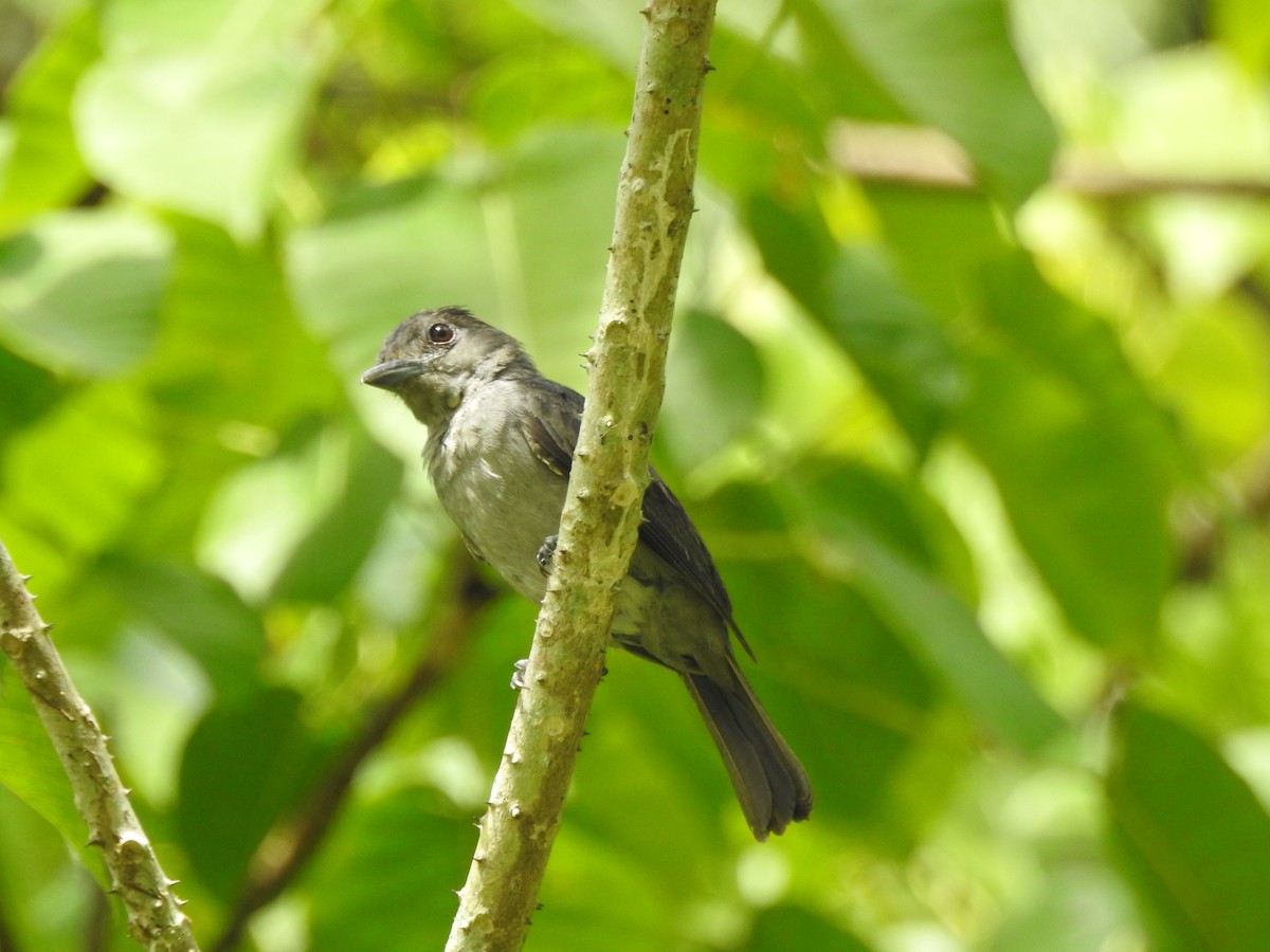 White-winged Becard - ML338341961