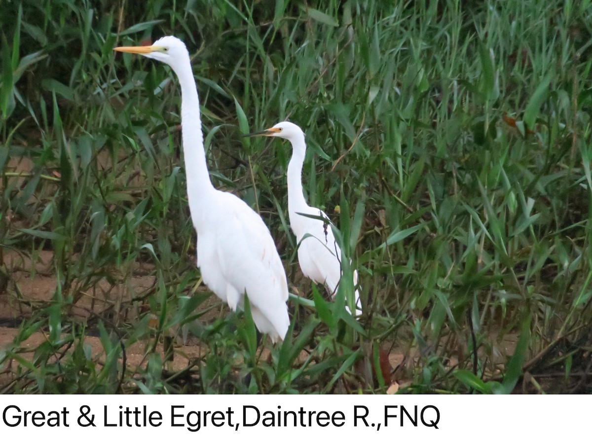 Great Egret - ML338341991