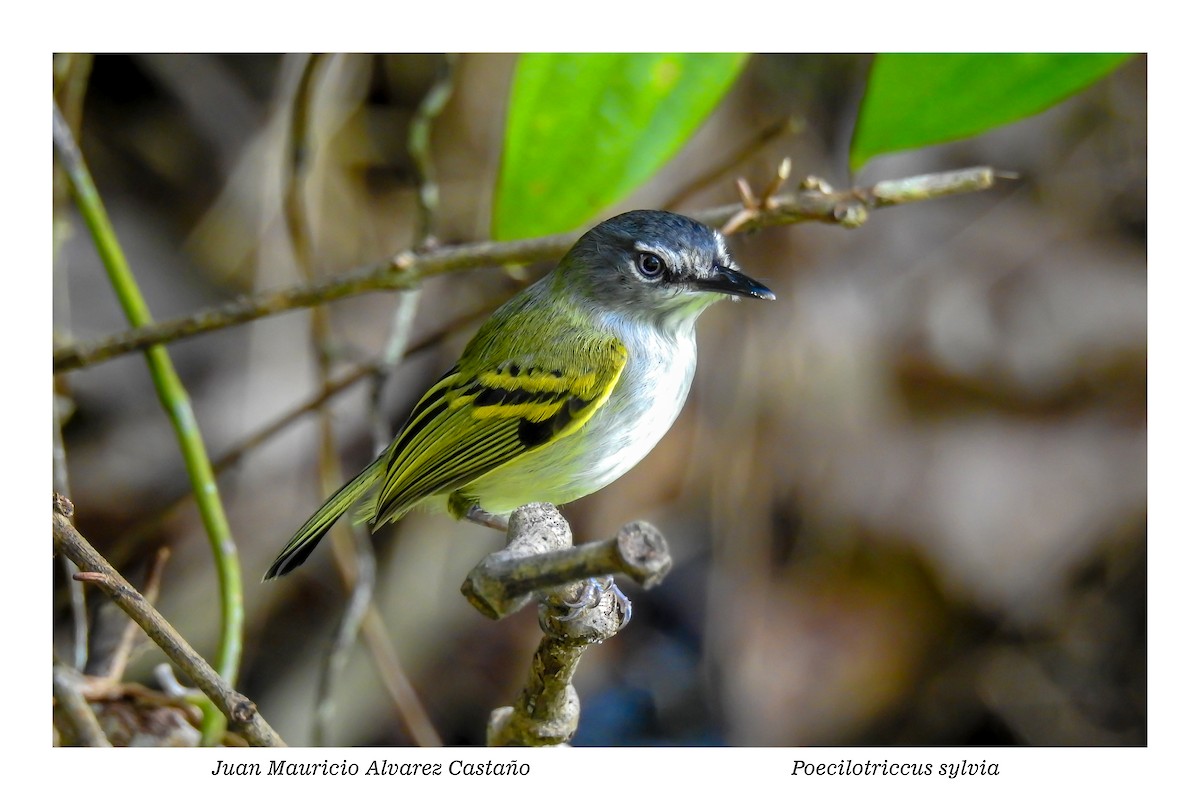 Slate-headed Tody-Flycatcher - ML338342481