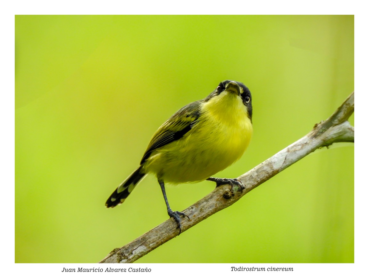 Common Tody-Flycatcher - ML338342811