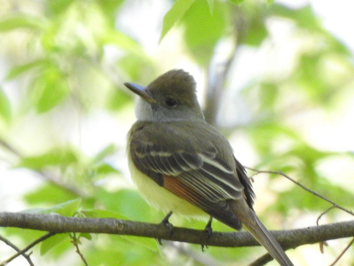 Great Crested Flycatcher - ML338343381