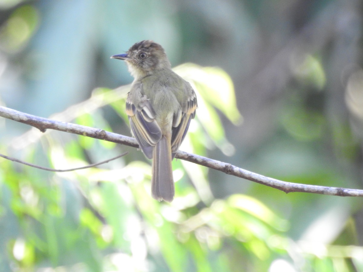 Yellow-olive Flatbill - ML338343921