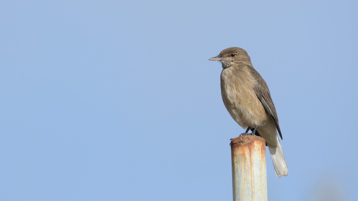 Black-billed Shrike-Tyrant - ML338344191
