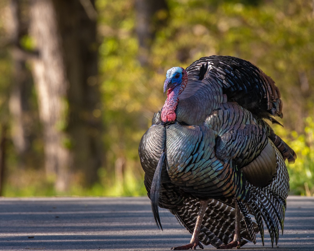 Wild Turkey - Graham Deese