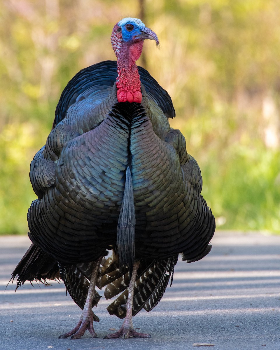 Wild Turkey - Graham Deese