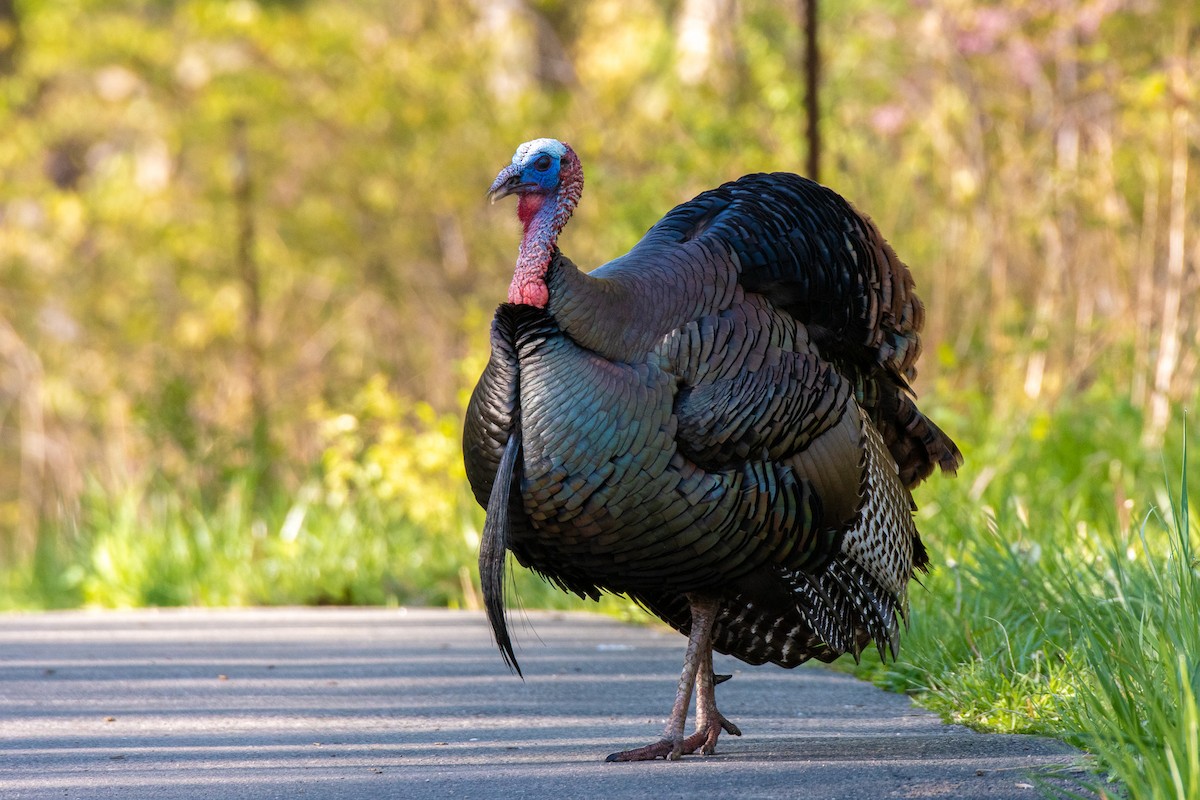 Wild Turkey - Graham Deese