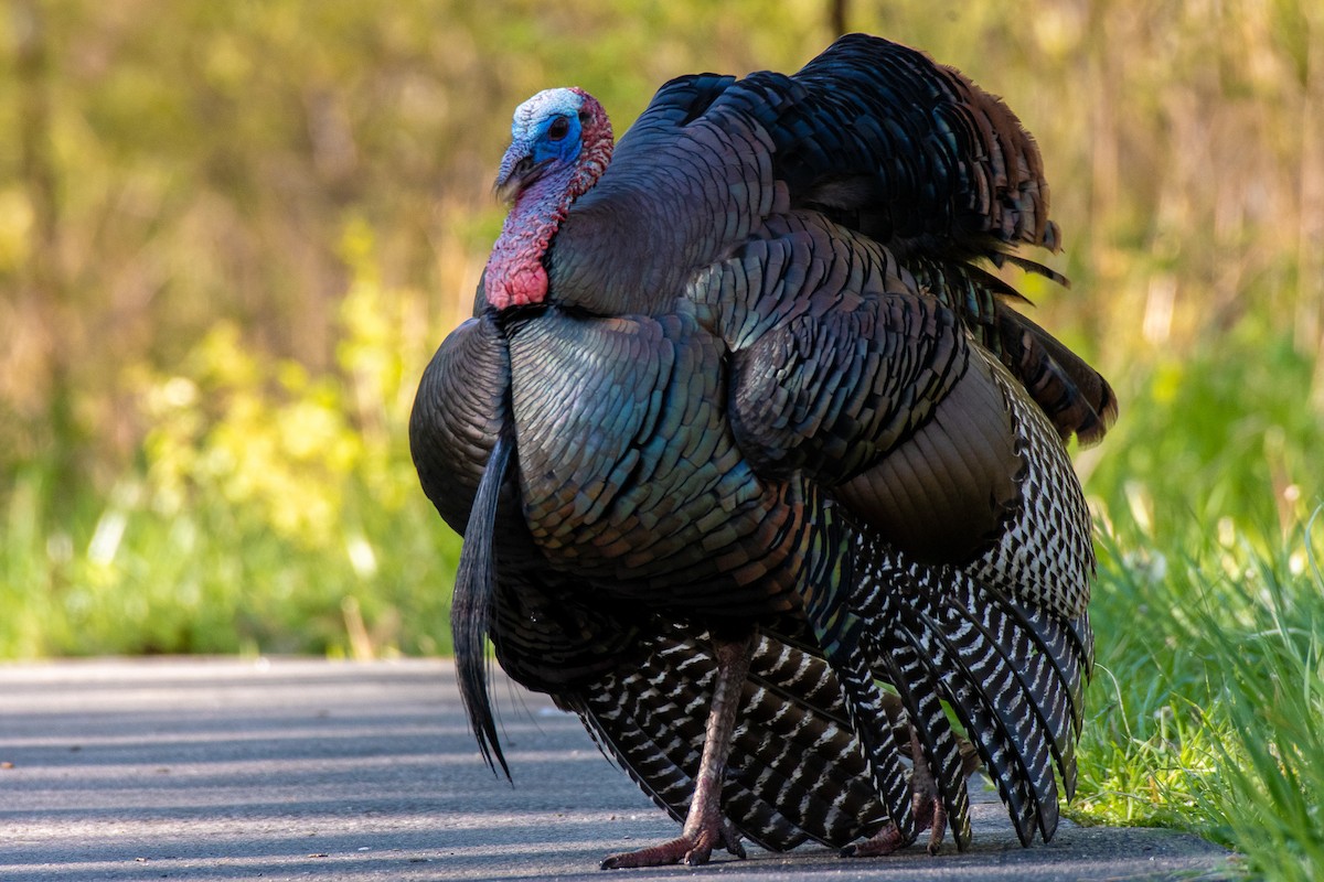 Wild Turkey - Graham Deese