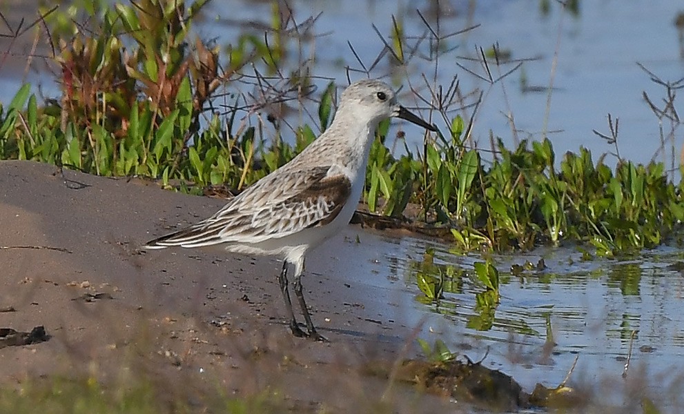 Bécasseau sanderling - ML338347361