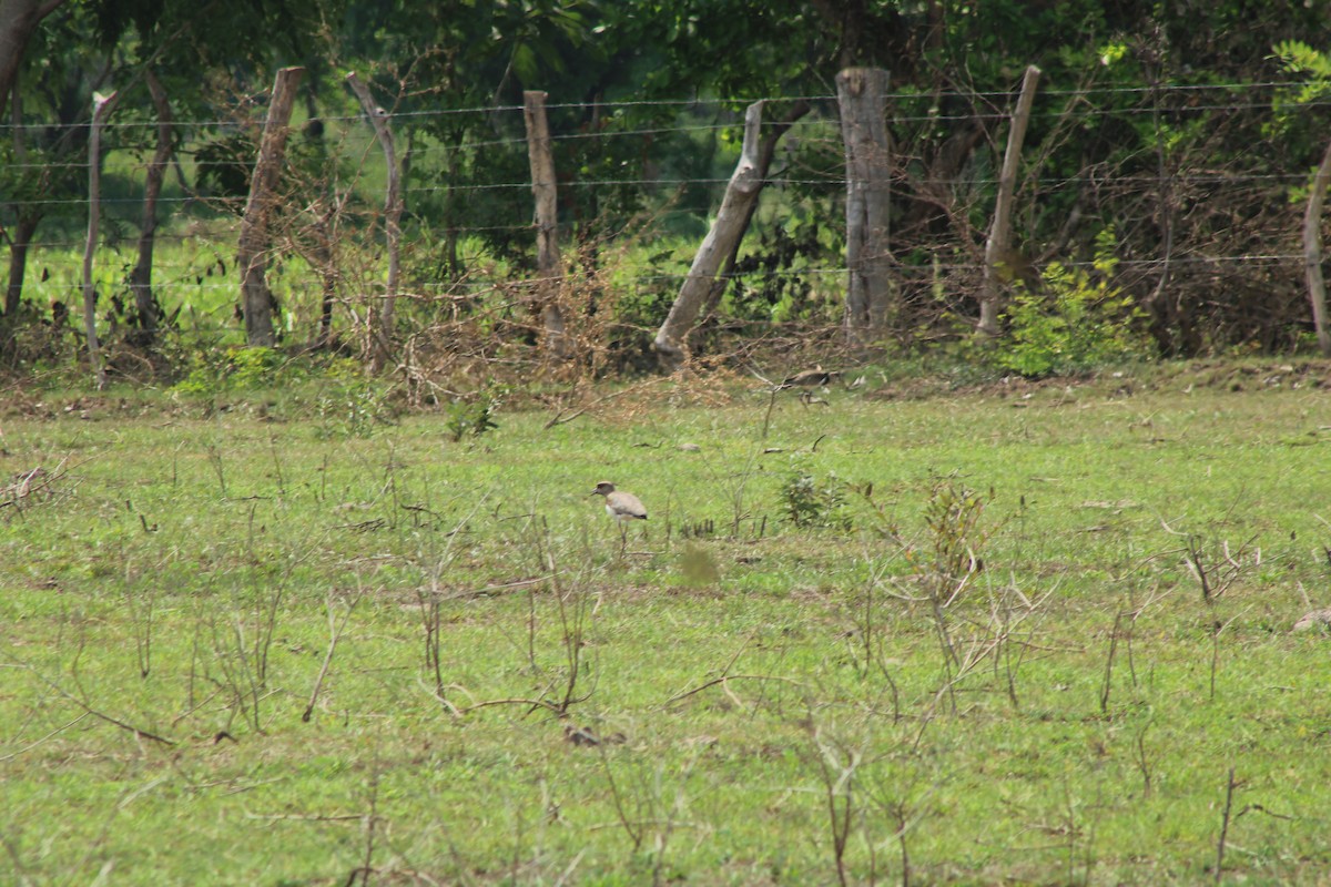 Southern Lapwing - ML338347811