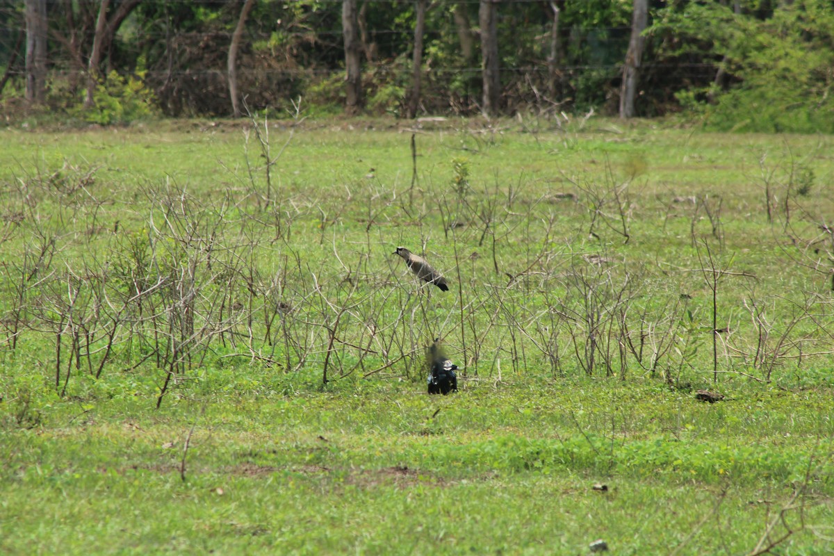 Southern Lapwing - ML338347821