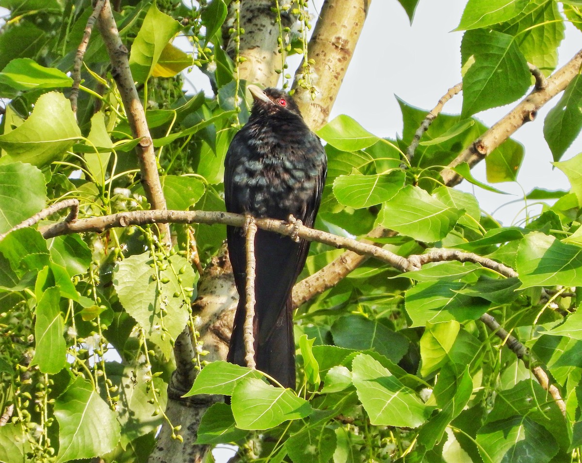 Asian Koel - ML338348821