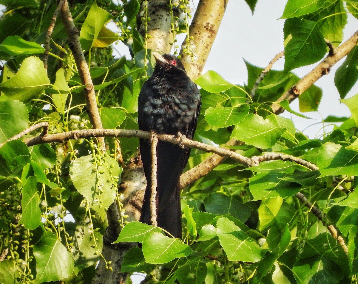 Asian Koel - ML338348891