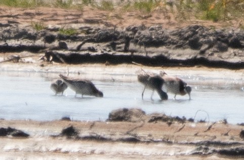 Phalarope de Wilson - ML338349241