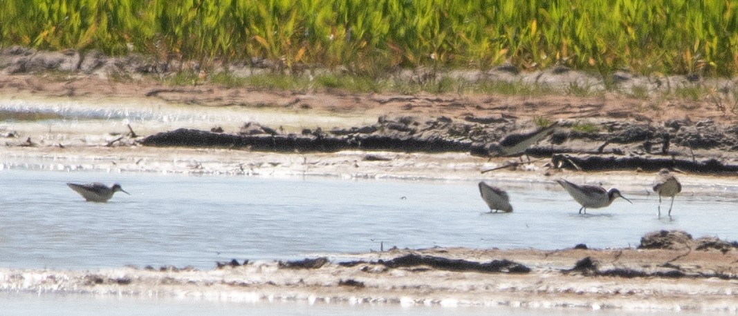 Wilson's Phalarope - ML338349251