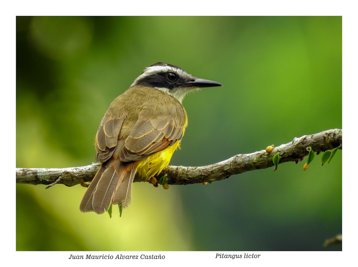 Lesser Kiskadee - ML338351521