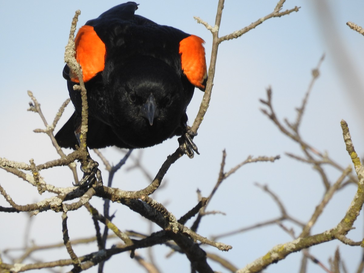 Red-winged Blackbird - ML338352261