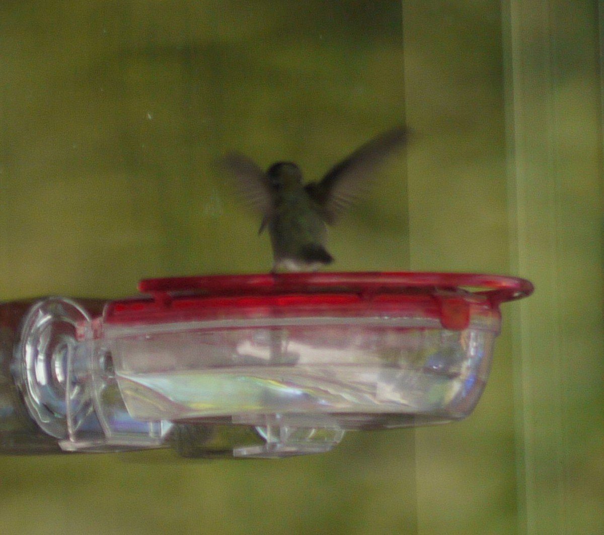 Costa's Hummingbird - ML338352651