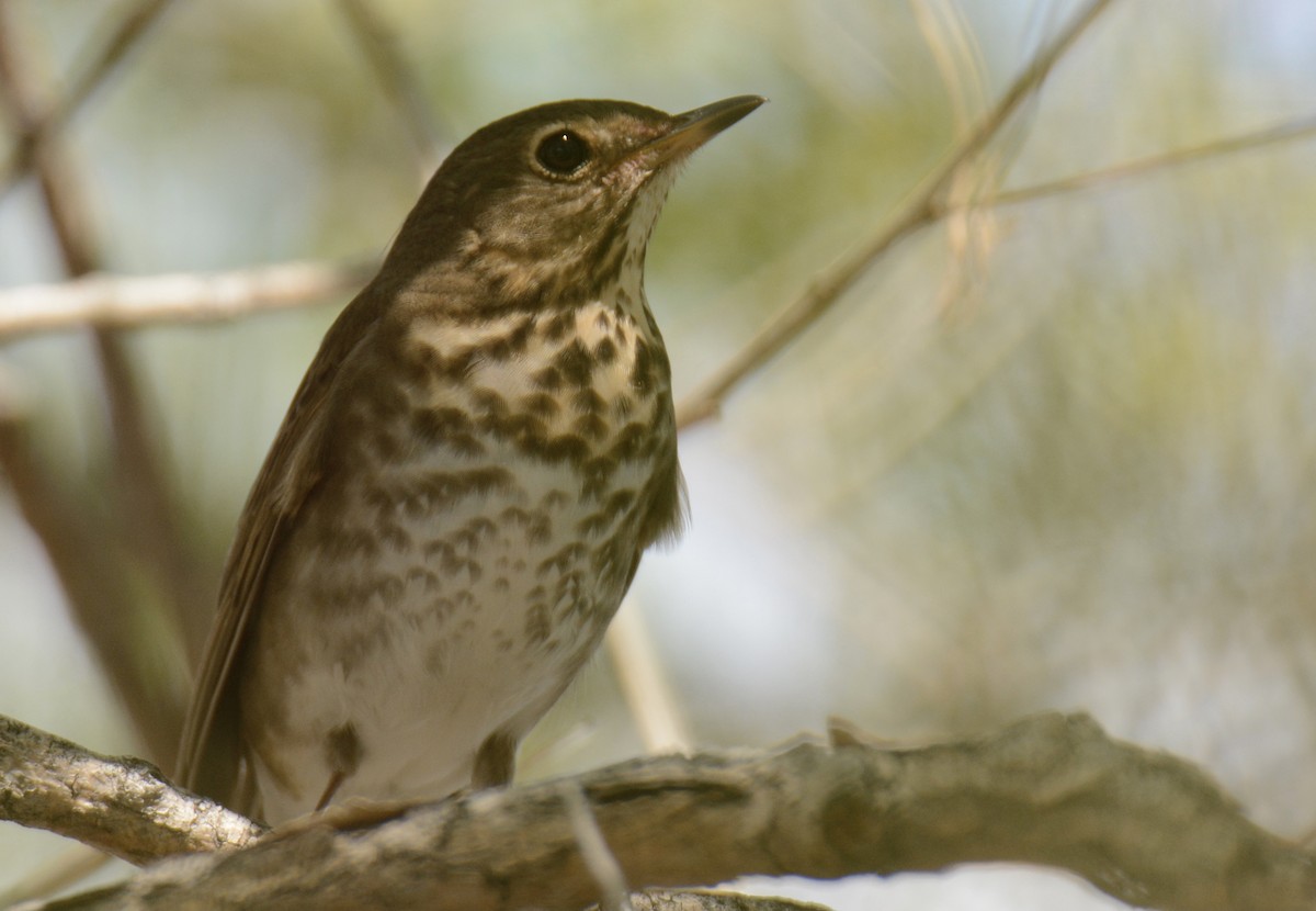 Swainson's Thrush - ML338352771