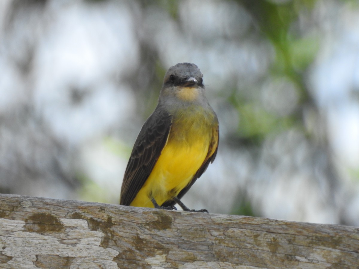 Tropical Kingbird - ML338353631