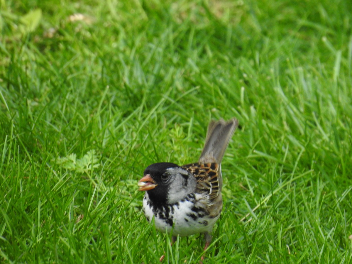 Harris's Sparrow - ML338355321