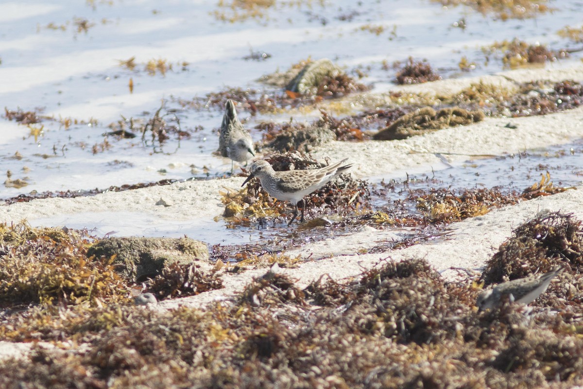 White-rumped Sandpiper - ML338357011