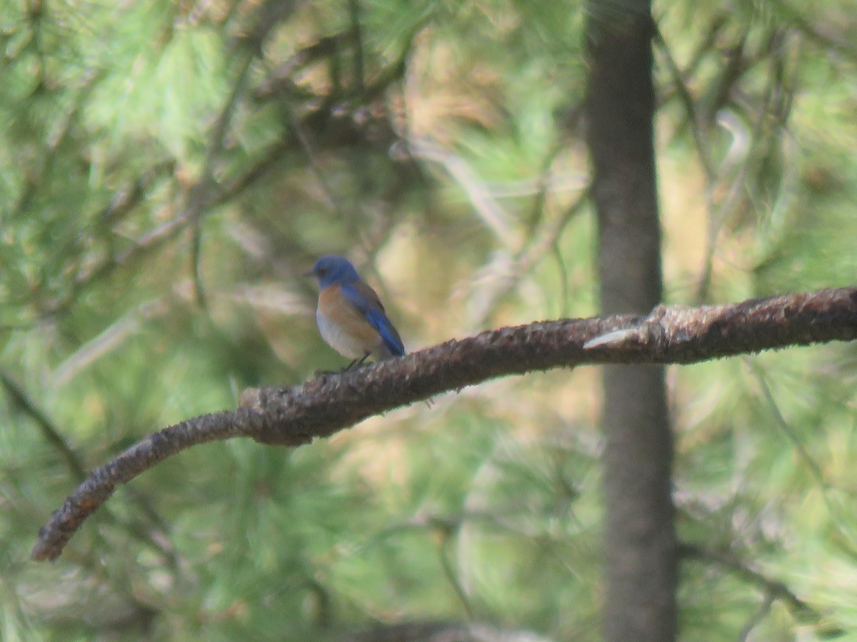 Western Bluebird - ML338357041