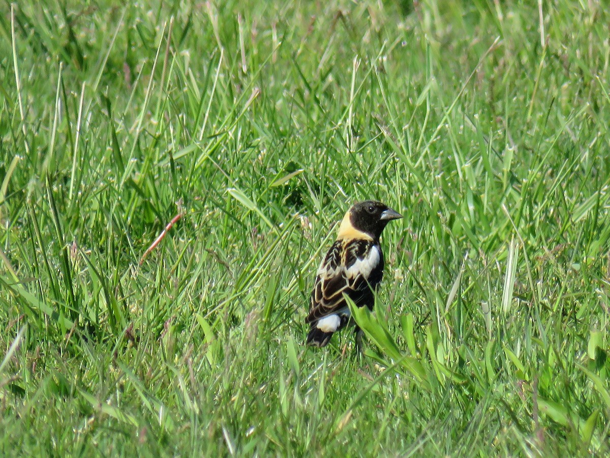 Bobolink - ML338357591