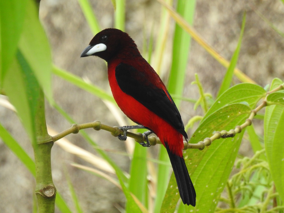 Crimson-backed Tanager - ML338358201