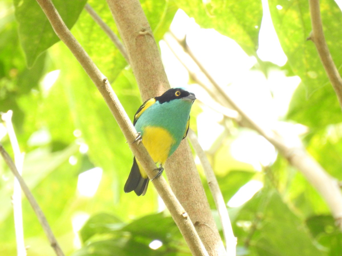 Dacnis à coiffe bleue - ML338360071