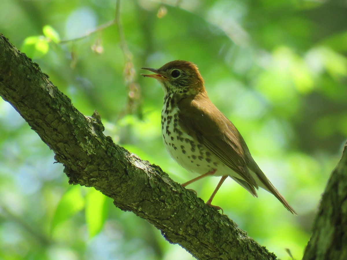 Wood Thrush - Janice Farral