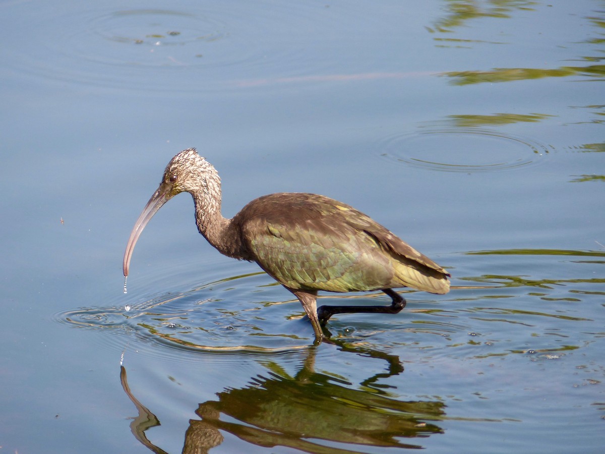 White-faced Ibis - ML33836181