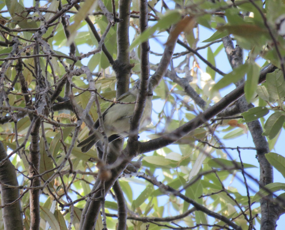 Cassin's Vireo - ML338361981