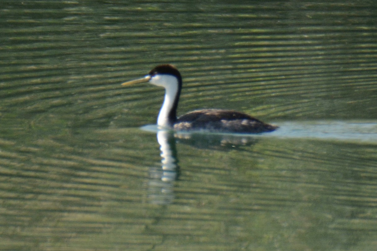 Western Grebe - ML338362461