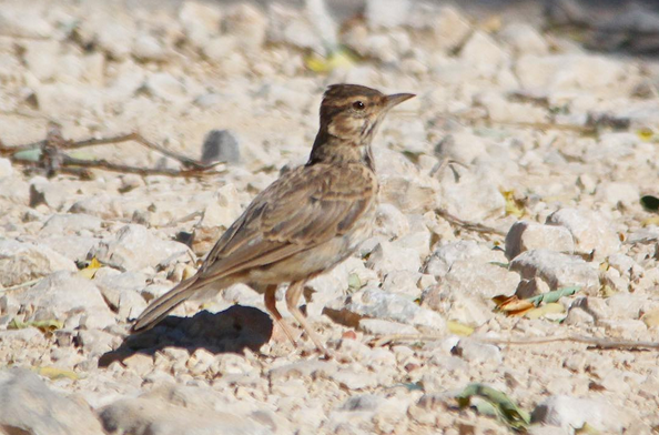 Crested Lark - ML33836291