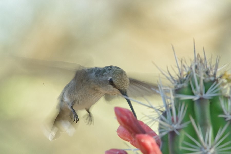 Costa's Hummingbird - ML338364381