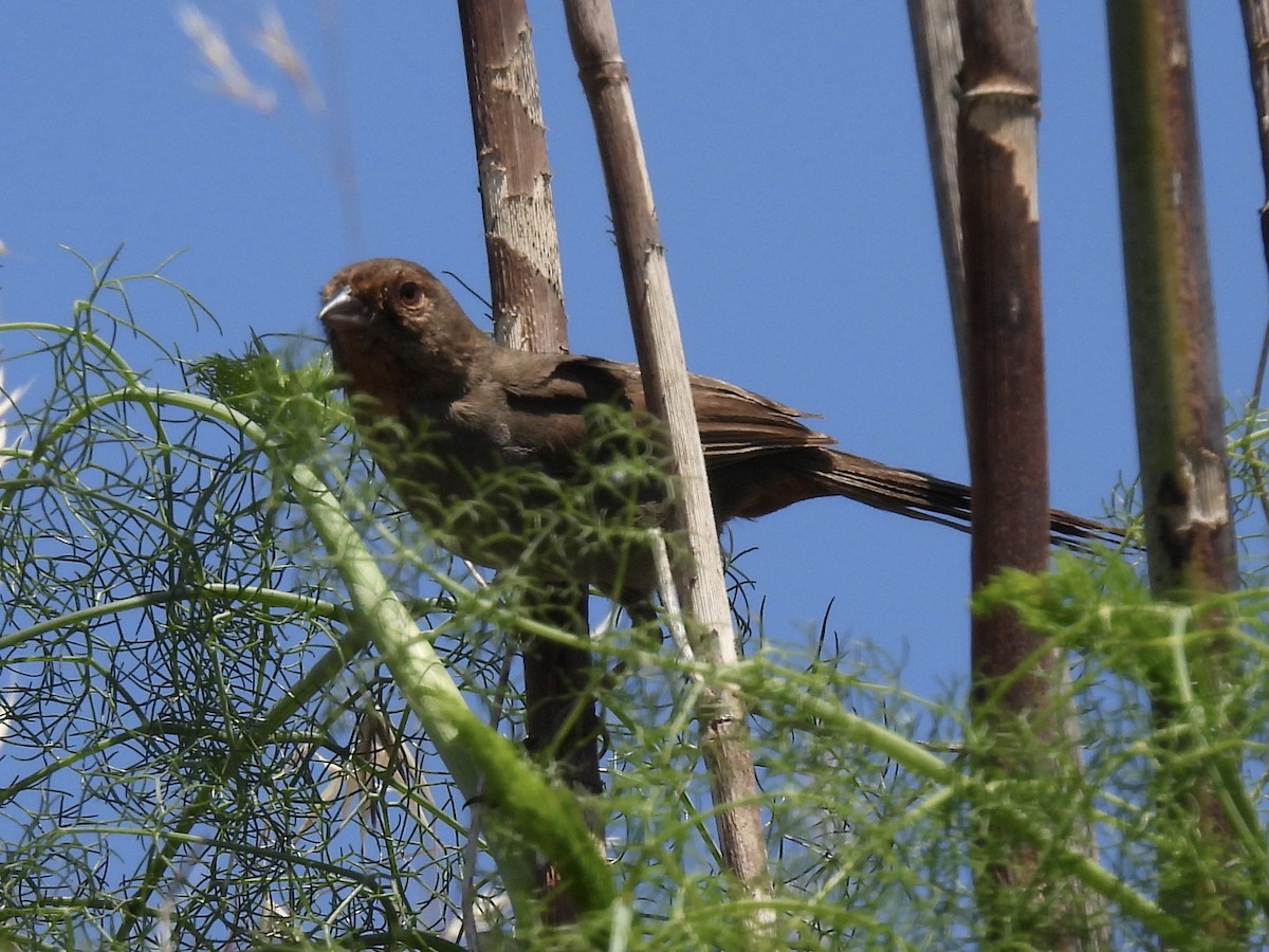 California Towhee - Martha Wild